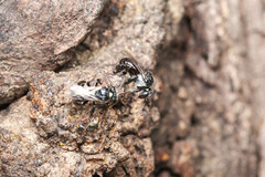 Tetragonula carbonaria