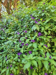 Lycianthes rantonnetii