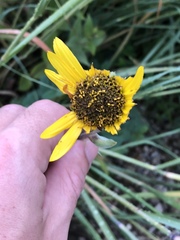 Helianthus mollis