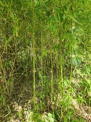 Phyllostachys