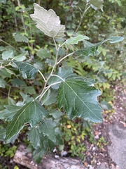 Populus alba