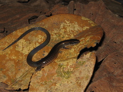 Iphisa elegans elegans
