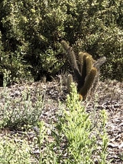 Bergerocactus emoryi
