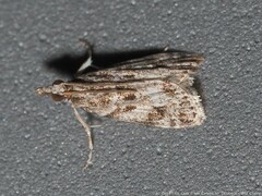 Eudonia heterosalis
