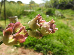 Salvia pomifera calycina