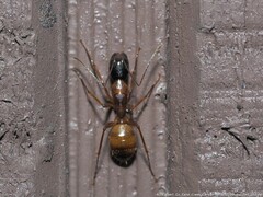 Camponotus americanus