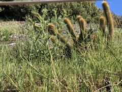 Bergerocactus emoryi