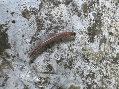 Cleidogona