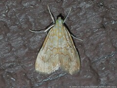 Glaphyria sesquistrialis