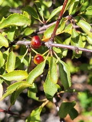 Buckthorn (Rhamnus orbiculata)