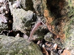 Cleidogona