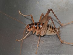 Ceuthophilus gracilipes