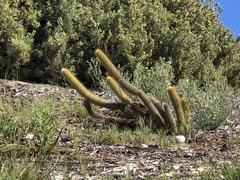 Bergerocactus emoryi