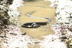 Chironius laevicollis