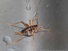 Ceuthophilus gracilipes