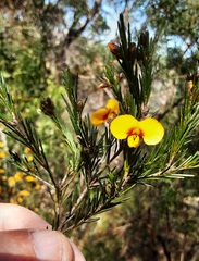 Dillwynia elegans