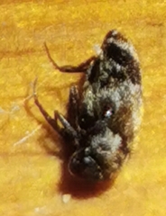 Trogoderma sternale