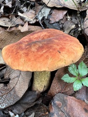 Neoboletus