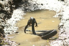 Chironius laevicollis
