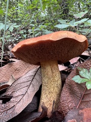 Neoboletus
