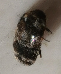 Trogoderma sternale