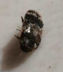 Trogoderma sternale