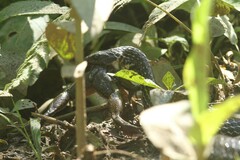 Chironius laevicollis