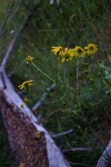 Kyhosia bolanderi