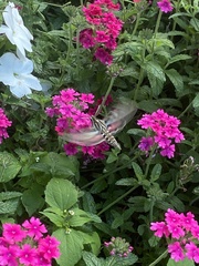 Hyles lineata