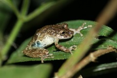 Scinax littoralis