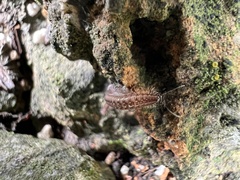 Cleidogona