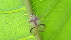 Cyphoceratopini