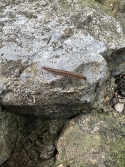 Cleidogona