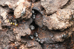 Tetragonula carbonaria