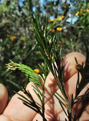 Dillwynia elegans