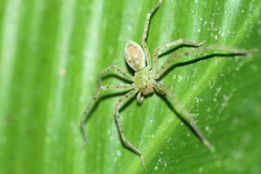 Caayguara itajucamussi