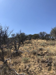 Cercocarpus ledifolius