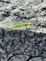 Chrysoperla rufilabris