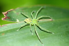 Caayguara itajucamussi