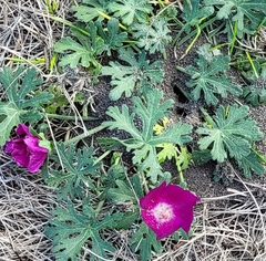 Callirhoe involucrata