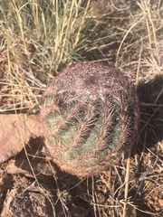 Echinomastus intertextus