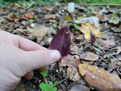 Tipularia discolor