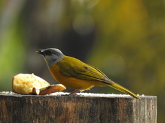 Eucometis penicillata