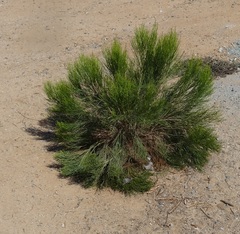 Baccharis sarothroides