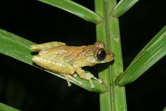 Scinax littoralis