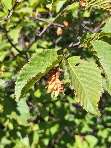 hrabovec hrabolistý (Ostrya carpinifolia)