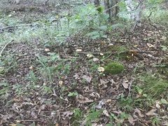 Cortinarius caperatus