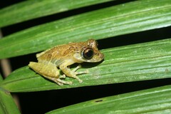 Scinax littoralis