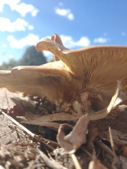 Pleurotus ostreatus