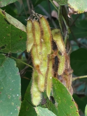 Pueraria montana
